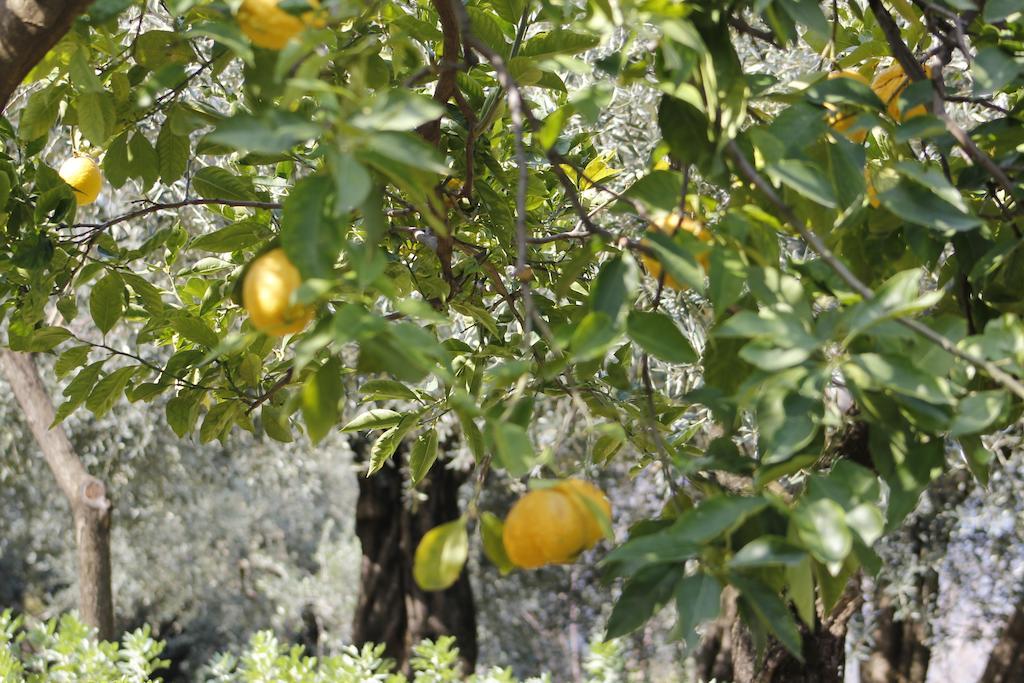 Ancelle Sorrento - Casa D'Accoglienza Hotell Castellammare di Stabia Exteriör bild