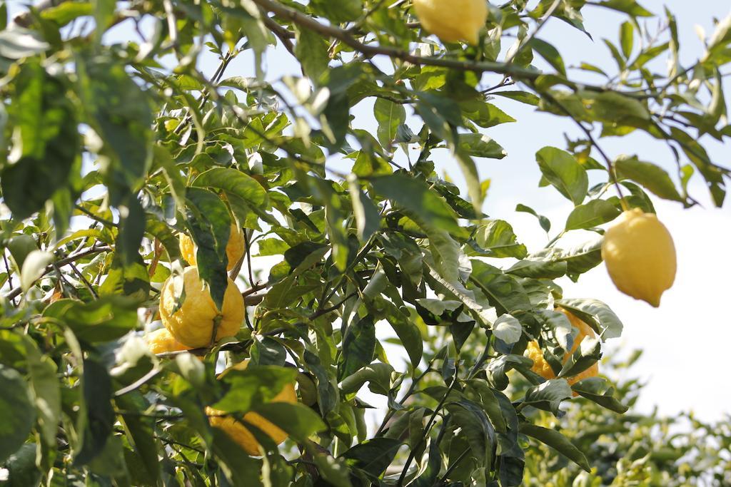 Ancelle Sorrento - Casa D'Accoglienza Hotell Castellammare di Stabia Exteriör bild
